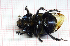 Geotrupes splendidus splendidus