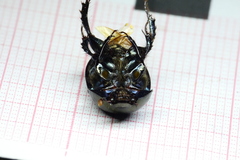 Geotrupes splendidus splendidus