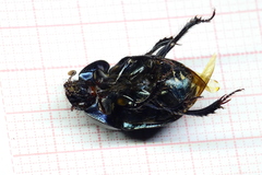 Geotrupes splendidus splendidus