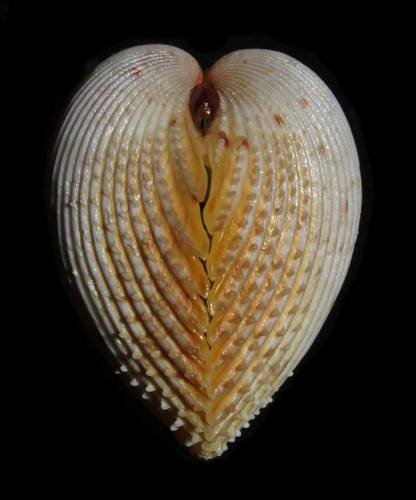 Yellow Prickly Cockle