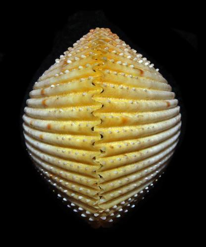 Yellow Prickly Cockle