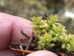 Mnium spinulosum