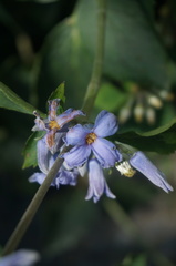 Clematis heracleifolia