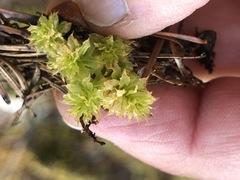 Mnium spinulosum