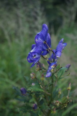 Aconitum kusnezoffii