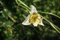 Iris dichotoma