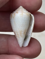 Conasprella perplexa