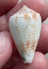 Conasprella perplexa