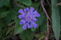 Scabiosa comosa