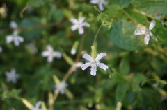Silene tatarinowii