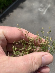 Sagina micropetala