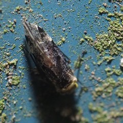 Trichadenotecnum alexanderae