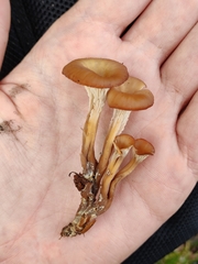 Lentinellus cochleatus