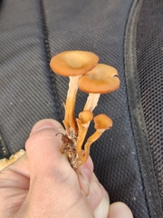 Lentinellus cochleatus