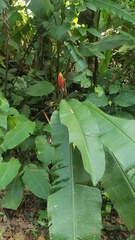 Heliconia episcopalis