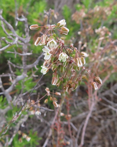 Image of Pharnaceum lanatum by (c) linkie, some rights reserved (CC BY)