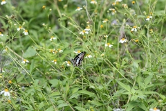 Graphium doson postianus