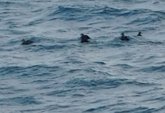Somateria mollissima