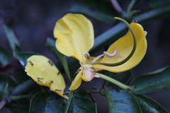 Senna spinescens