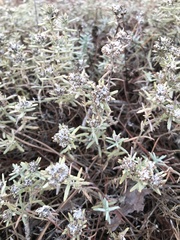 Teucrium capitatum capitatum