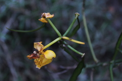 Senna spinescens