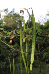 Senna spinescens