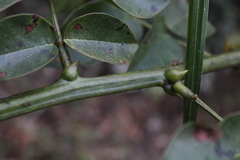 Senna spinescens