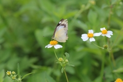 Appias indra aristoxemus