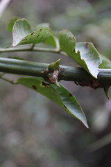 Senna spinescens