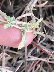 Teucrium capitatum capitatum