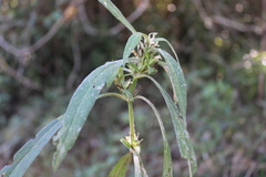 Hygrophila costata