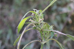 Hygrophila costata