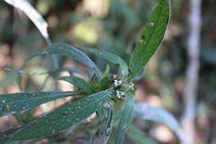Hygrophila costata