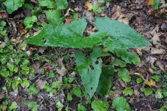 Parasenecio hastatus