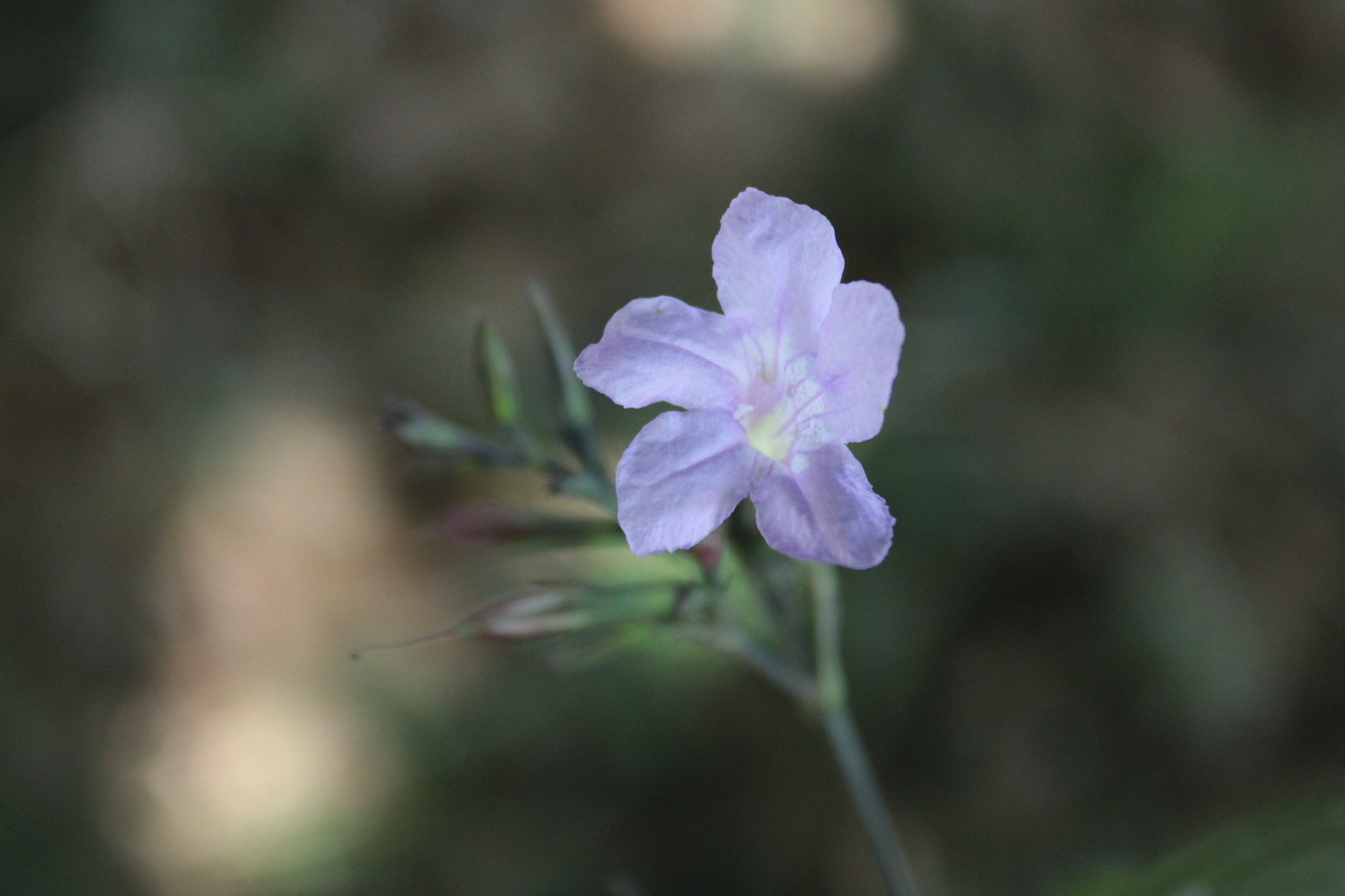 Ruellia nitida