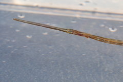 Fistularia tabacaria