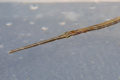 Fistularia tabacaria