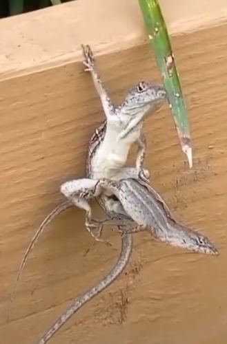 Brown Anole, Belleview, photo 9 of 10