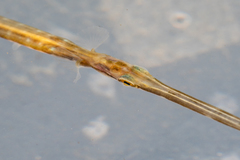 Fistularia tabacaria