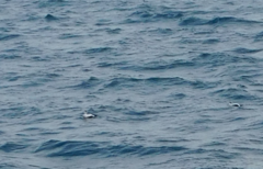 Somateria mollissima