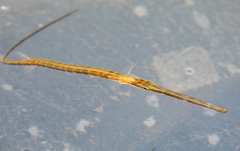 Fistularia tabacaria