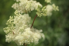Filipendula ulmaria