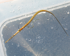 Fistularia tabacaria