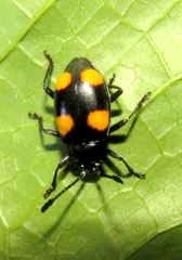 Eumorphus bulbosus