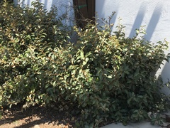 Elaeagnus reflexa