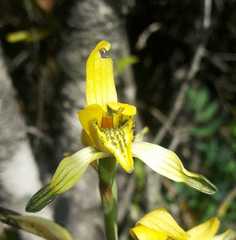 Chloraea multiflora