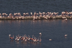 Phoenicopterus roseus