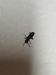 Cucujus haematodes haematodes