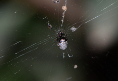 Cyclosa argenteoalba