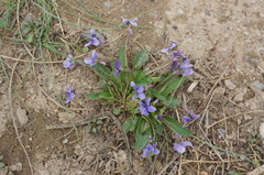 Viola mandshurica